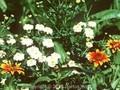 Tanacetum parthenium Image 1