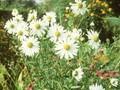 Tanacetum serotinum Image 1
