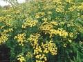 Tanacetum vulgare Image 1