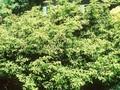 Taxus baccata Adpressa Aurea Image 1