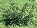 Taxus baccata Adpressa Image 1