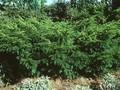 Taxus baccata Aprather Typ I Image 1