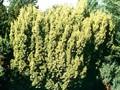 Taxus baccata Aureovariegata Image 1