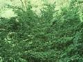 Taxus baccata Brevifolia Image 1