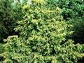 Taxus baccata Dovastonii Aureovariegata Image 1