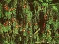 Taxus baccata Dovastoniana Image 1