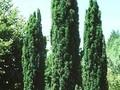 Taxus baccata Fastigiata Robusta Image 1
