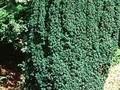Taxus baccata Hibernica Image 1