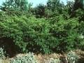 Taxus baccata Nissens Corona Image 1