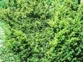 Taxus baccata Semperaurea Image 1
