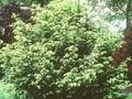 Taxus baccata Washingtonii Image 1