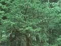 Taxus cuspidata Image 1