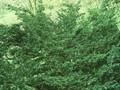 Taxus cuspidata Nana Image 1