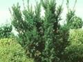 Taxus media Hicksii Image 1
