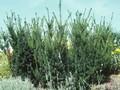 Taxus media Hillii Image 1