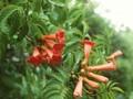 Tecoma radicans Image 1