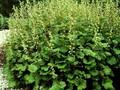 Tellima grandiflora Rubra Grp Image 1