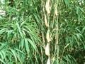 Tetragonocalamus quadrangularis Image 1