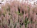 Teucrium chamaedrys Image 1