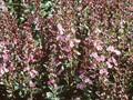 Teucrium chamaedrys Nanum Image 1