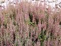 Teucrium lucidrys Image 1
