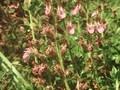 Teucrium massiliense Image 1