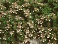 Teucrium pyrenaicum Image 1