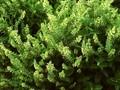 Teucrium scorodonia Image 1