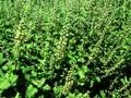 Teucrium scorodonia Crispum Image 1