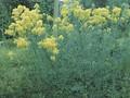 Thalictrum flavum subsp glaucum Image 1