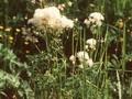 Thalictrum aquilegifolium Album Image 1