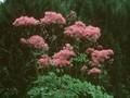 Thalictrum aquilegifolium Purpureum Image 1