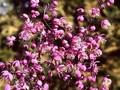 Thalictrum dipterocarpum Image 1