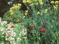 Thalictrum flavum Image 1