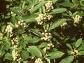 Thelycrania alba Image 1