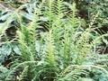 Thelypteris decursivepinnata Image 1