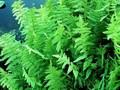 Thelypteris palustris Image 1