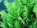 Thelypteris thelypteroides Image 1