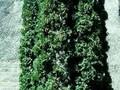 Thuja occidentalis Columna Image 1
