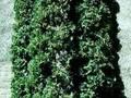 Thuja occidentalis Columnaris Image 1