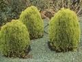 Thuja orientalis Berckman Image 1