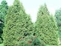 Thuja plicata Aurescens Image 1