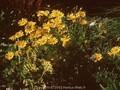 Thymophylla tenuiloba Sternschnuppe Image 1