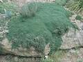 Thymus praecox var pseudolanuginosus Image 1