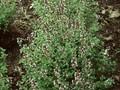 Thymus citriodorus Image 1