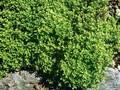 Thymus citriodorus Golden Dwarf Image 1