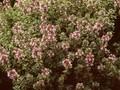 Thymus citriodorus Variegatus Image 1