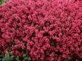 Thymus praecox Purpurteppich Image 1