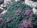 Thymus praecox Pygmaeus Image 1