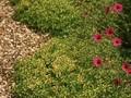 Thymus pulegioides E B Anderson Image 1